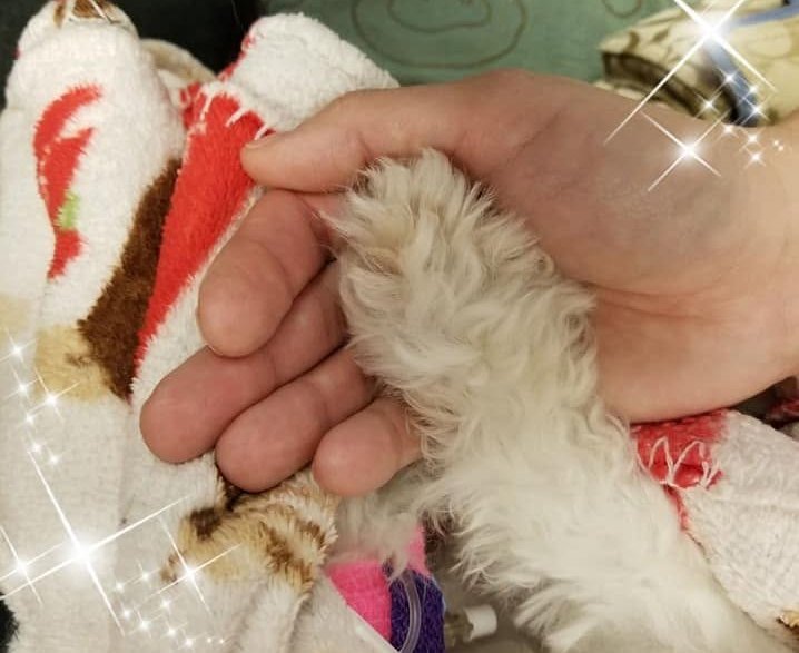 Pet Loss Support Groups: Finding Comfort After Losing a Beloved Pet - Kim | Sunrise Keepsakes
