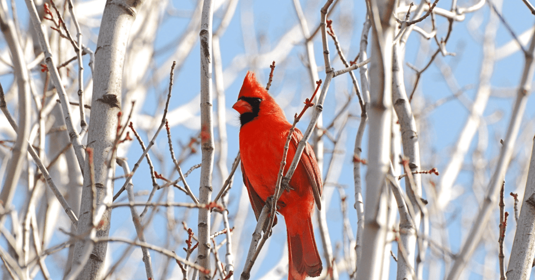 The Cherished Meaning of the Cardinal - Sunrise Keepsakes Co.